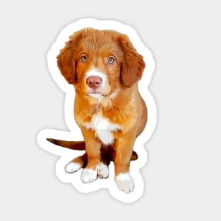 Nova scotia duck tolling retriever puppy dog Sticker